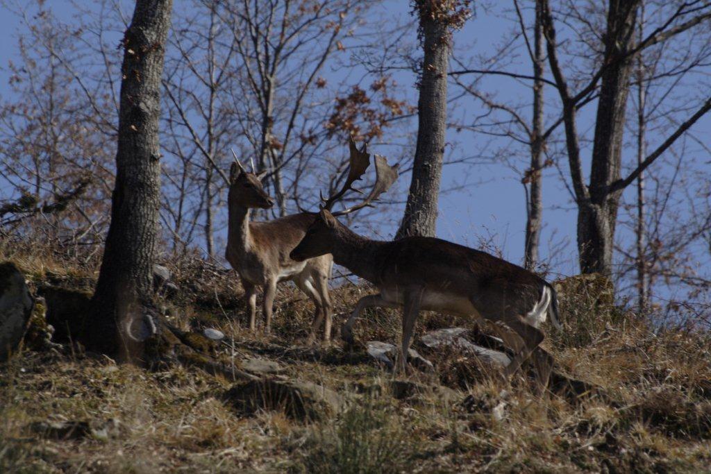 Carrellata di ungulati dal PNFC